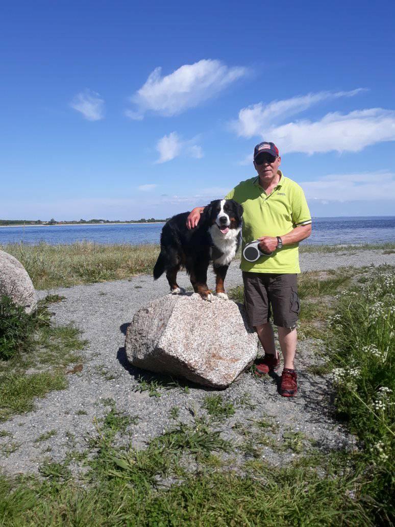 Berner sennenhund (A)Meena billede 12