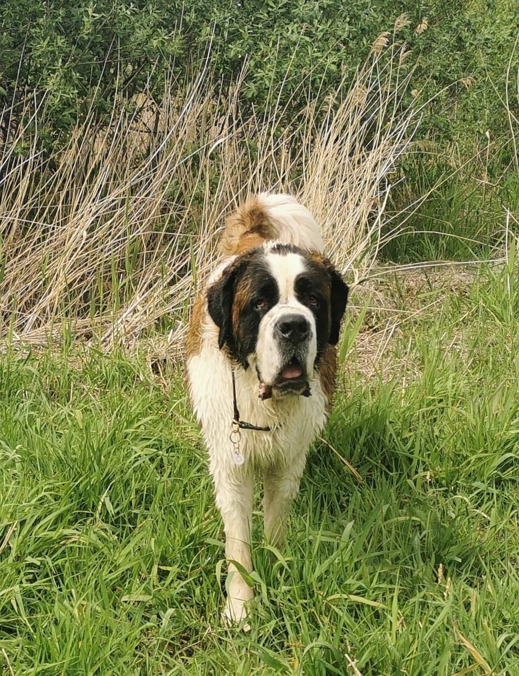 Sankt bernhardshund Toby billede 2