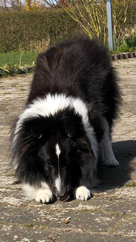 Shetland sheepdog Xtreme Beauty Line d'Ares Da Serra (*Line) billede 6