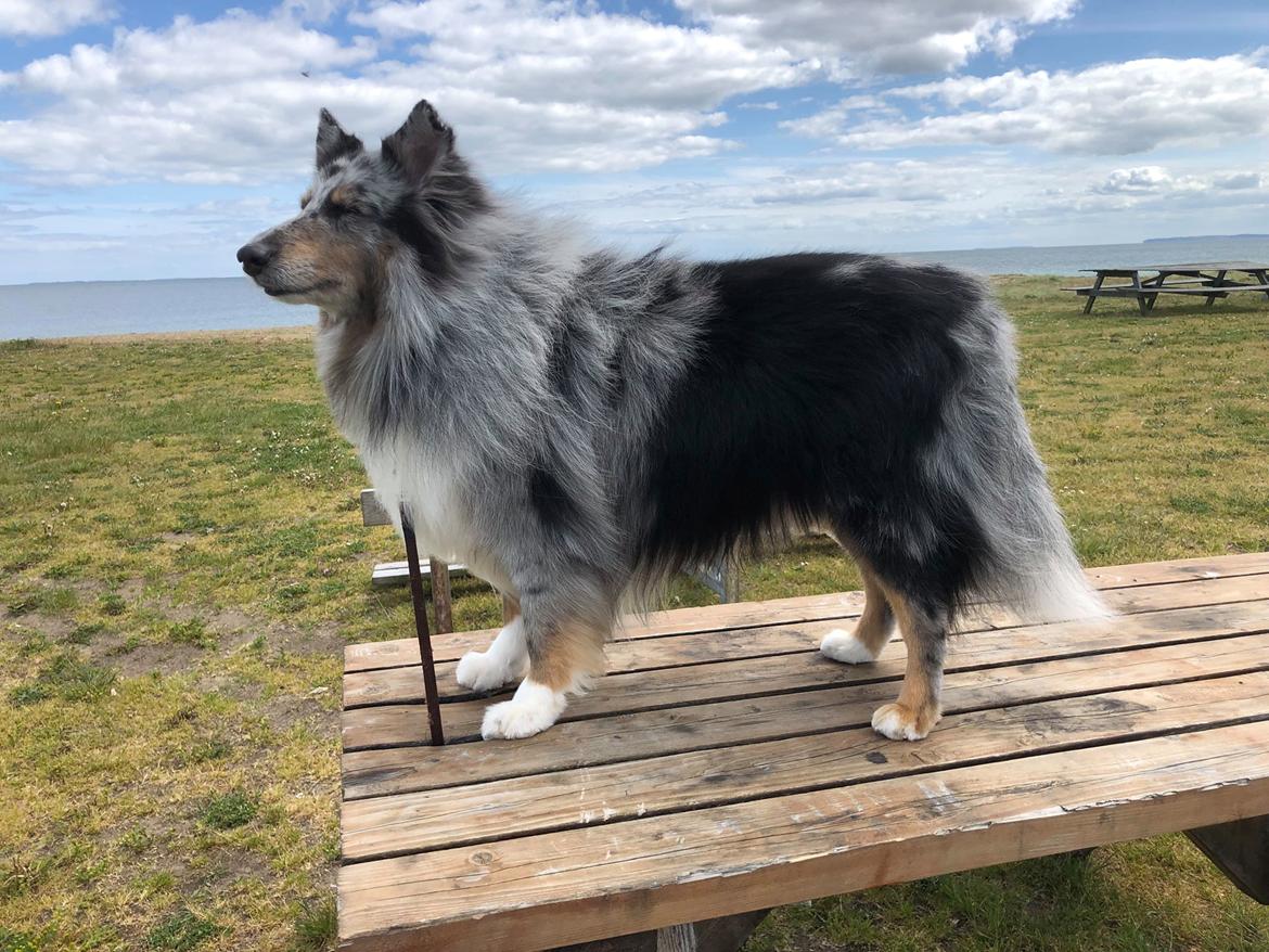 Shetland sheepdog Catalba´s Blue Isahk Of Yemen *Louis* billede 1