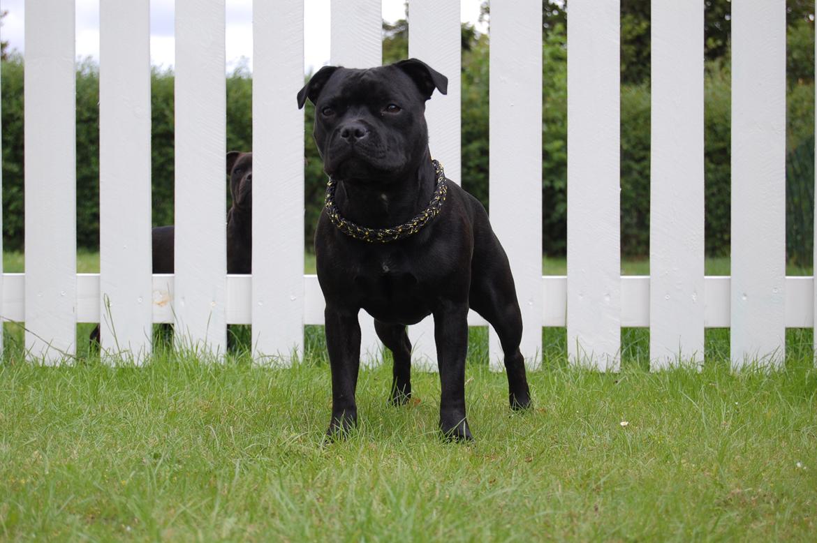 Staffordshire bull terrier Kida - 11 mdr billede 43