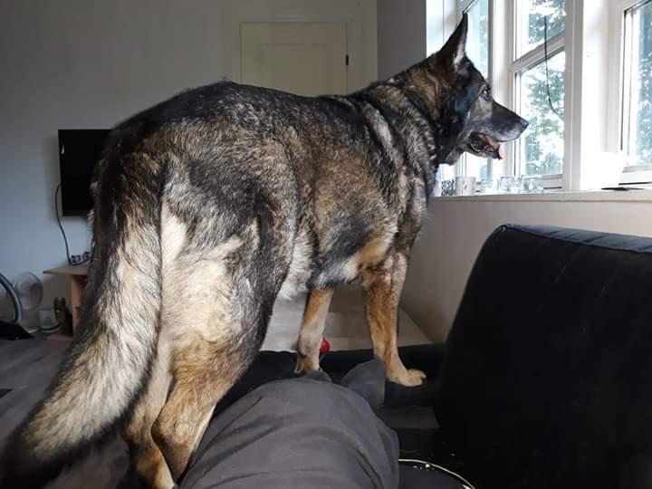 Schæferhund Sportshund Gipsi. (Gipsi). billede 10