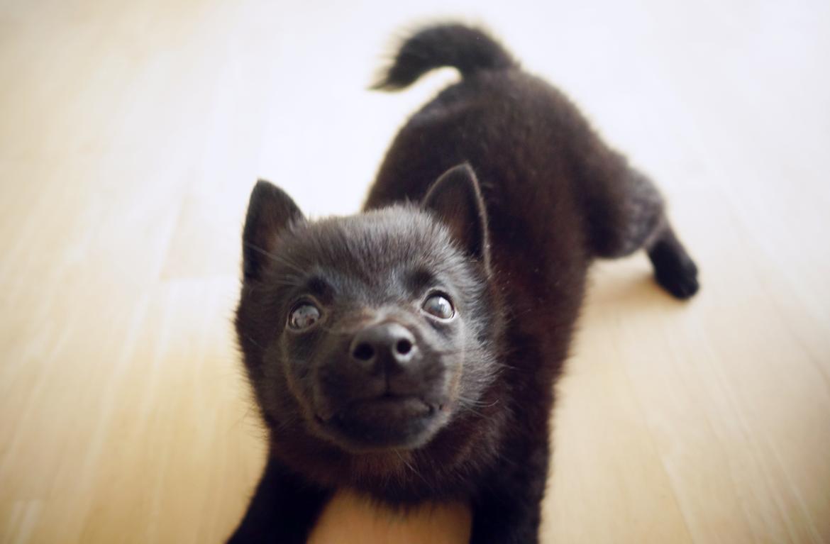 Schipperke Umi (Iumi Taien) billede 20