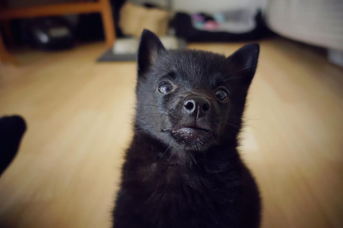 Schipperke Umi (Iumi Taien) billede 22