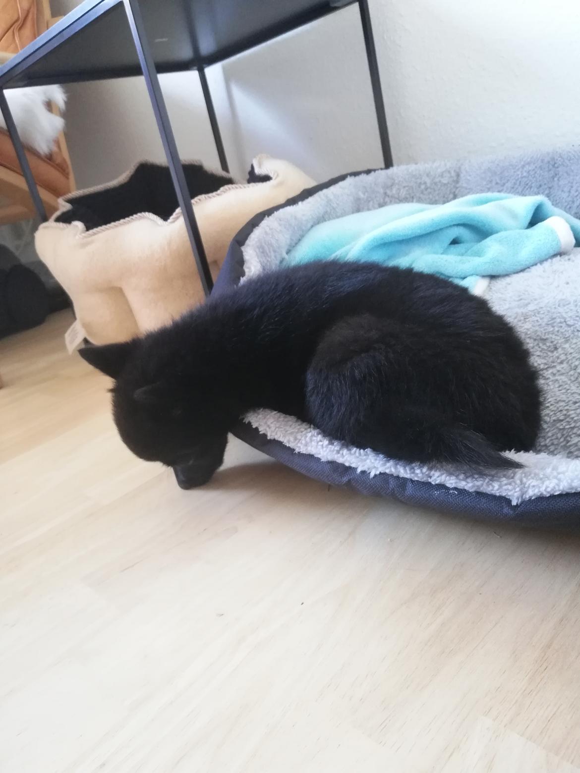 Schipperke Umi (Iumi Taien) - Sådan kan man også sove billede 24