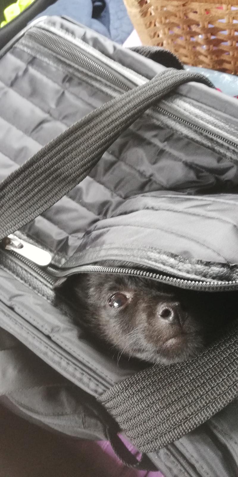 Schipperke Umi (Iumi Taien) - Pop, her var jeg billede 27