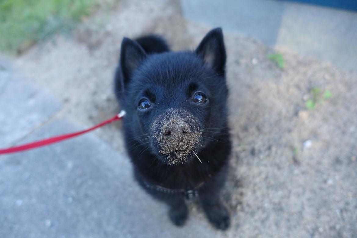 Schipperke Umi (Iumi Taien) billede 19