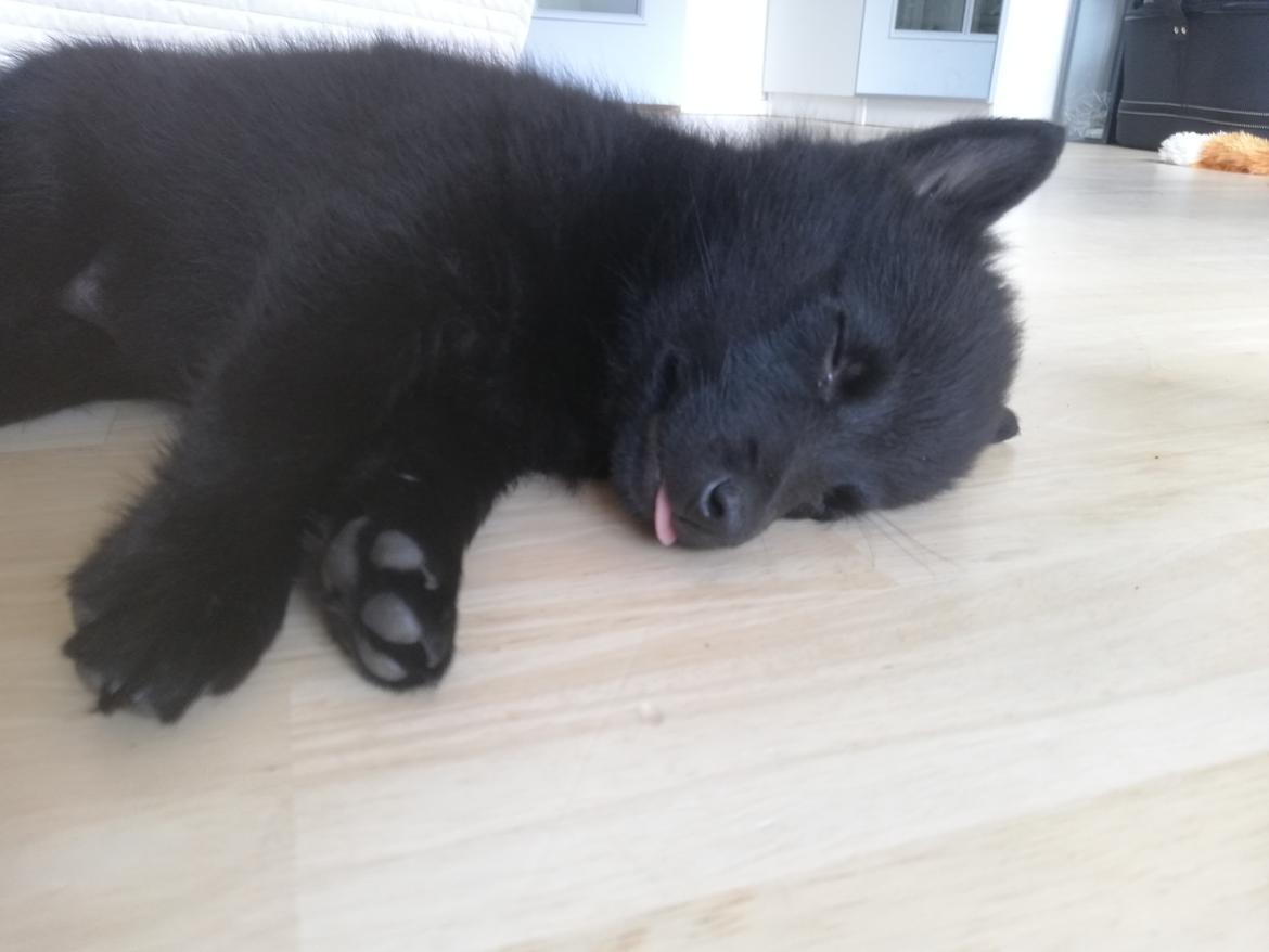 Schipperke Umi (Iumi Taien) - For træt til at holde tungen inde... billede 26