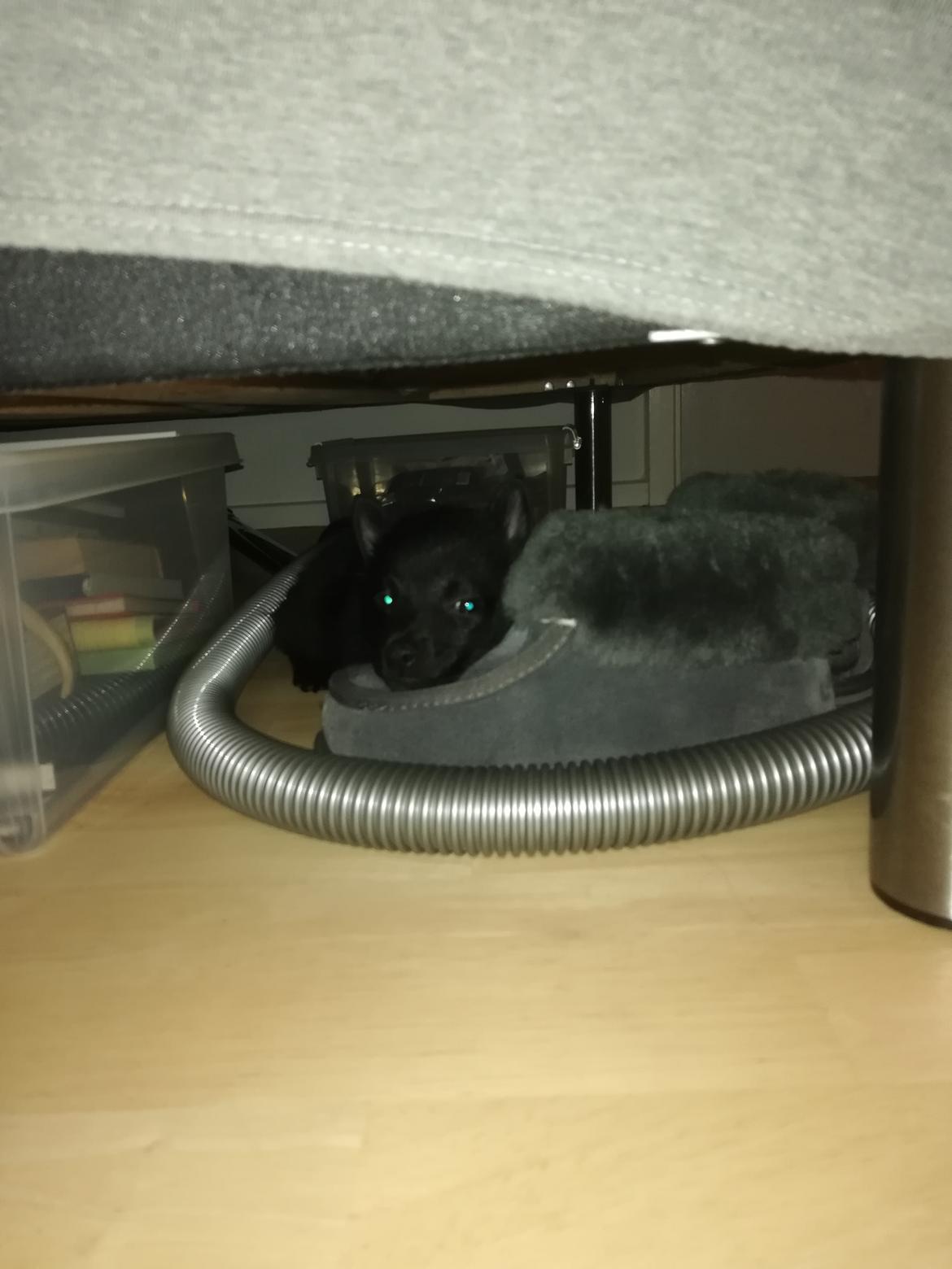 Schipperke Umi (Iumi Taien) - Jeg elsker at sove under sengen  billede 28