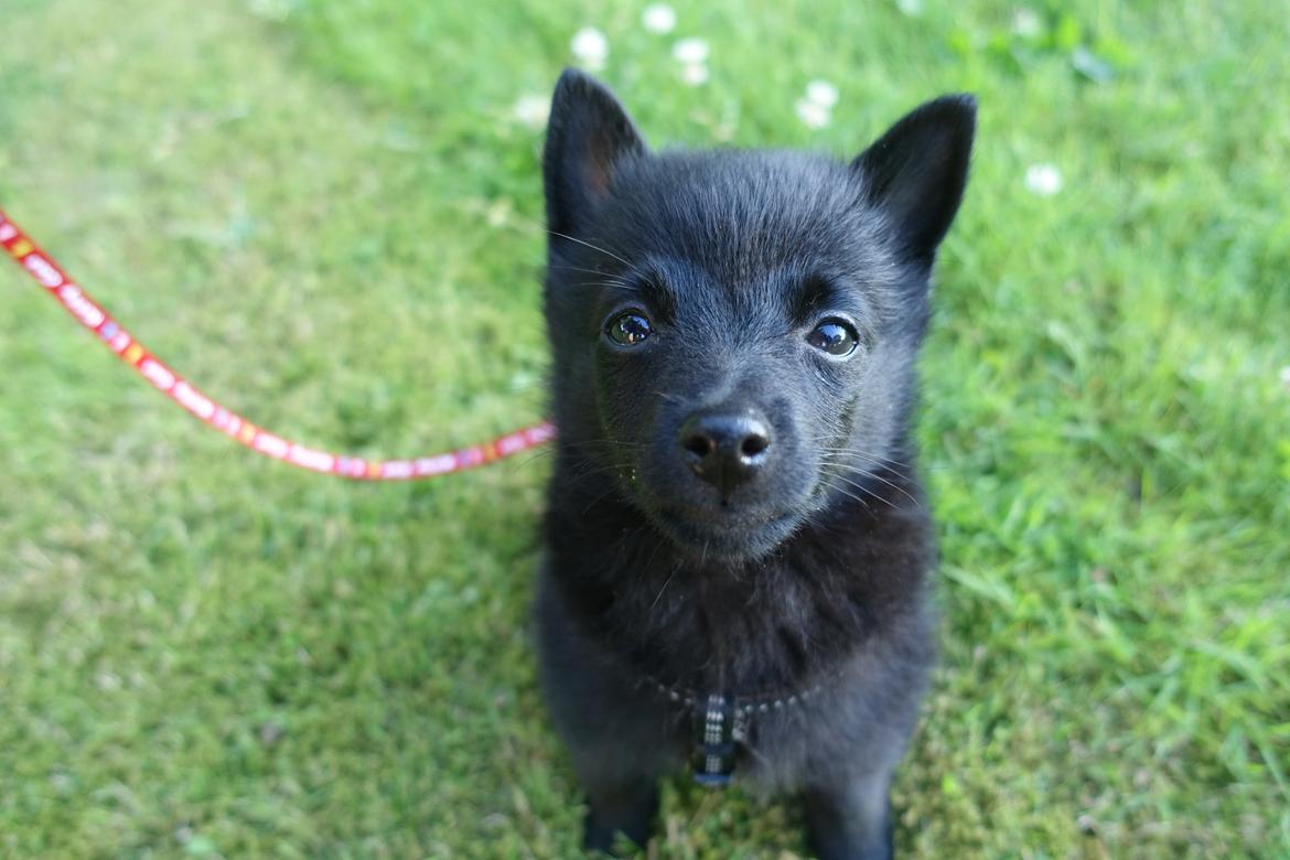 Schipperke Umi (Iumi Taien) - Næsten 12 uger billede 17