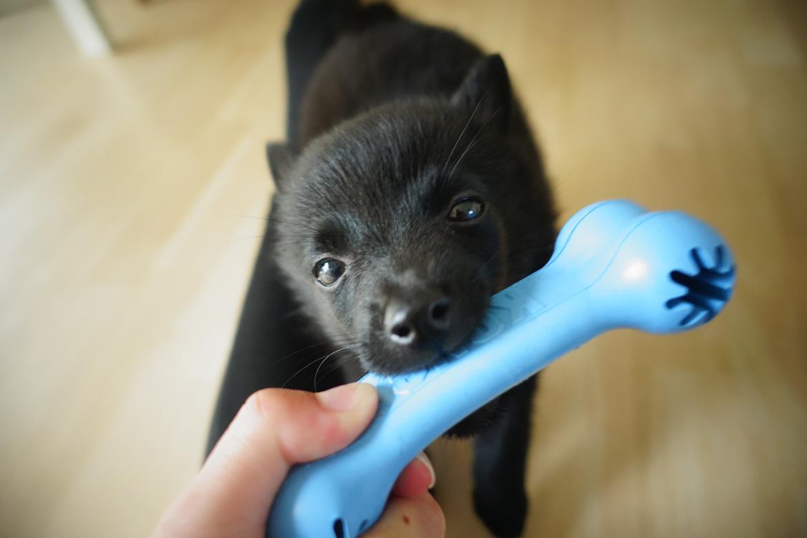 Schipperke Umi (Iumi Taien) billede 30