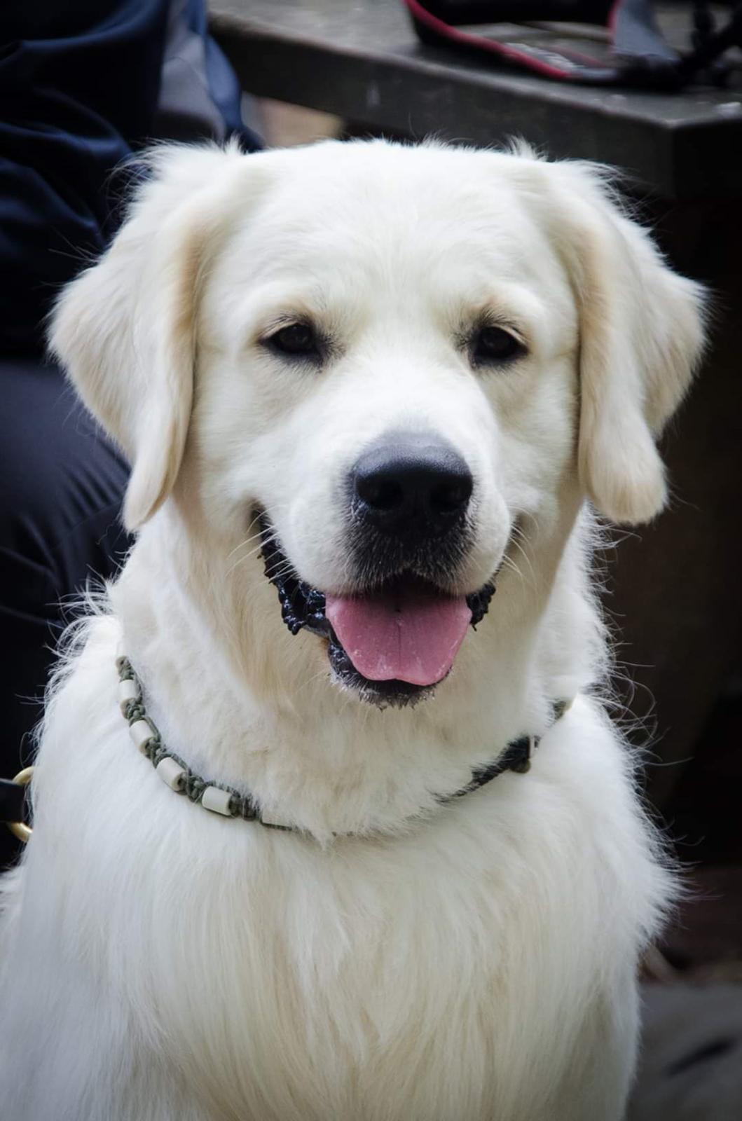 Golden retriever DKCH(U) DKJUCH DEVDHCH Manhattan V.D. Corner Brook - Manhattan v.d. Corner Brook 20 mdr billede 39