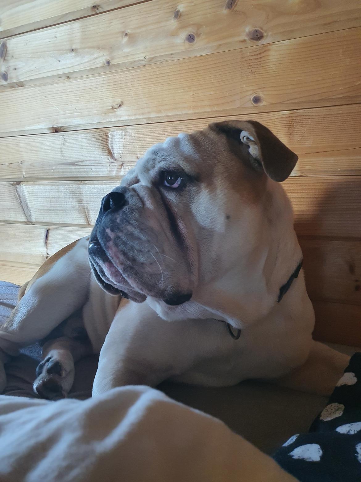 Engelsk bulldog Arthur billede 6