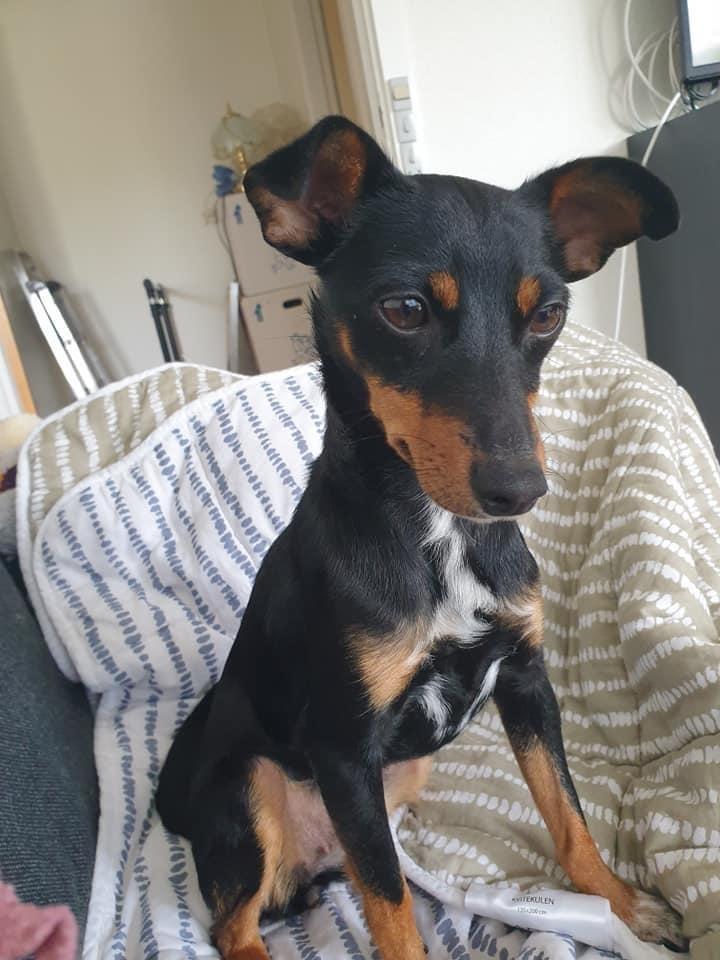 Blanding af racer Abbi portugisisk gadehund billede 1