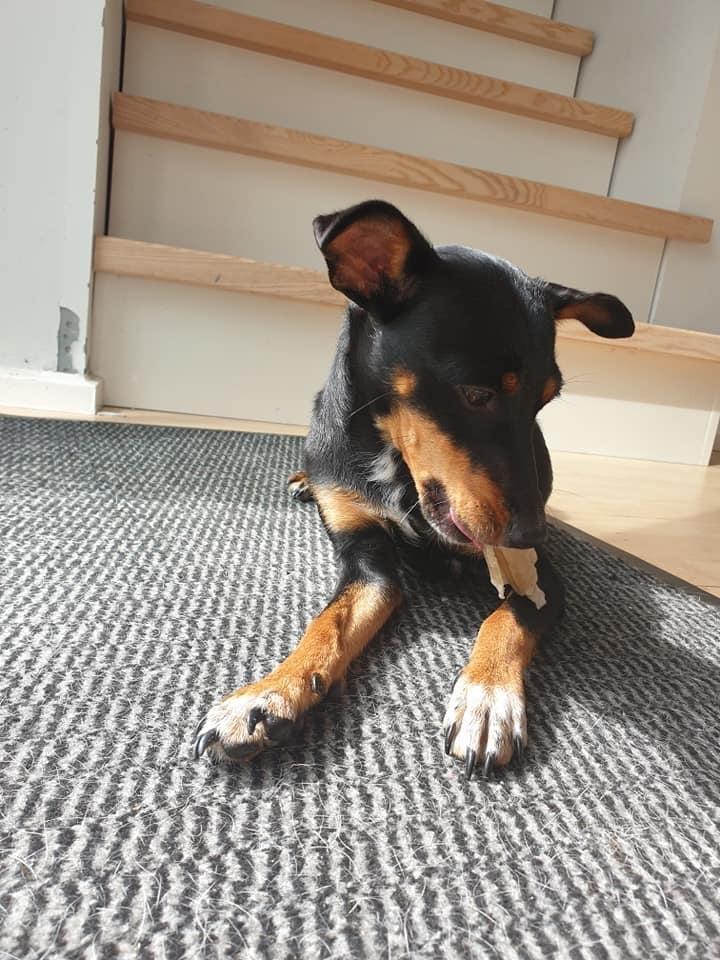Blanding af racer Abbi portugisisk gadehund billede 3
