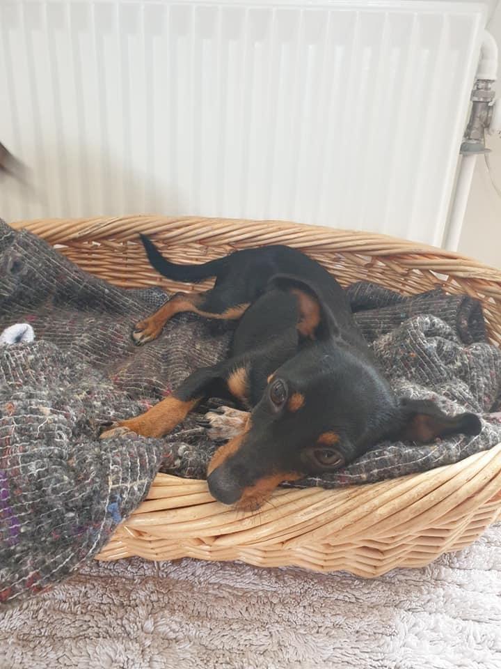 Blanding af racer Abbi portugisisk gadehund billede 4