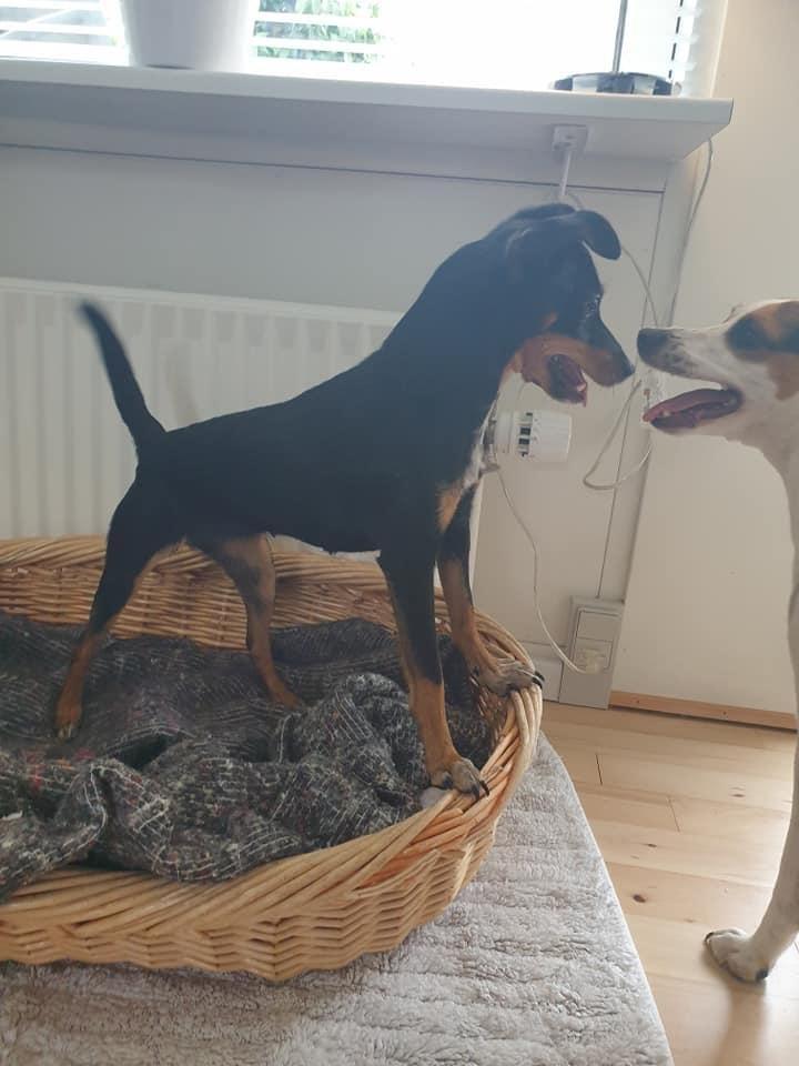 Blanding af racer Abbi portugisisk gadehund billede 5