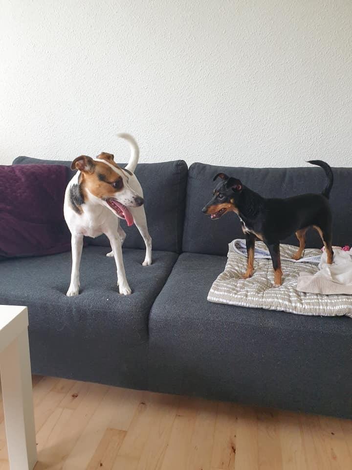 Blanding af racer Abbi portugisisk gadehund billede 6