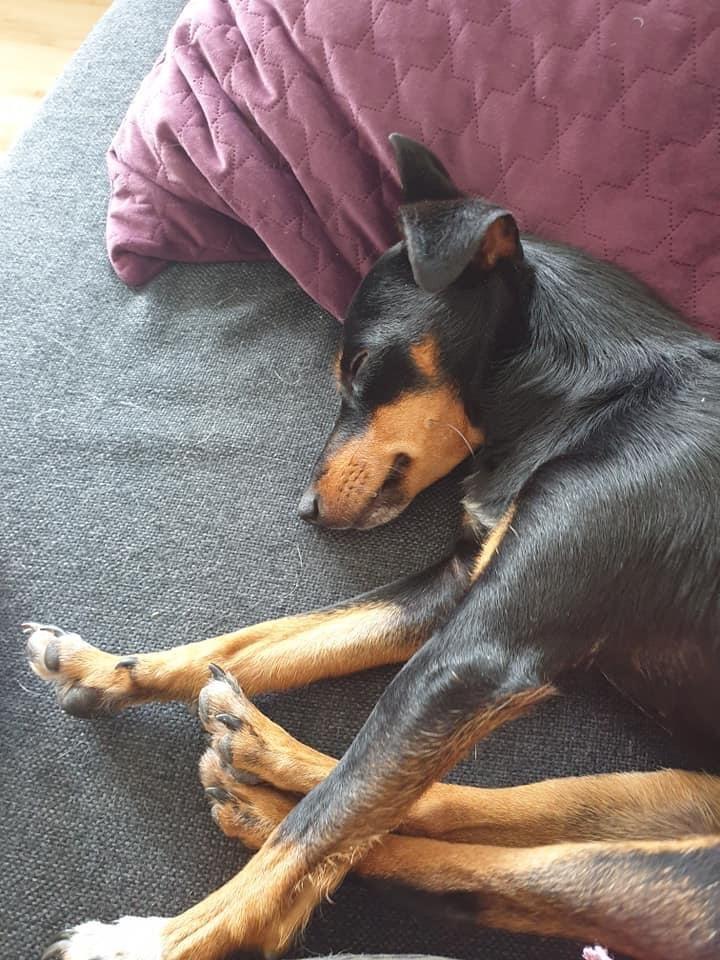 Blanding af racer Abbi portugisisk gadehund billede 7