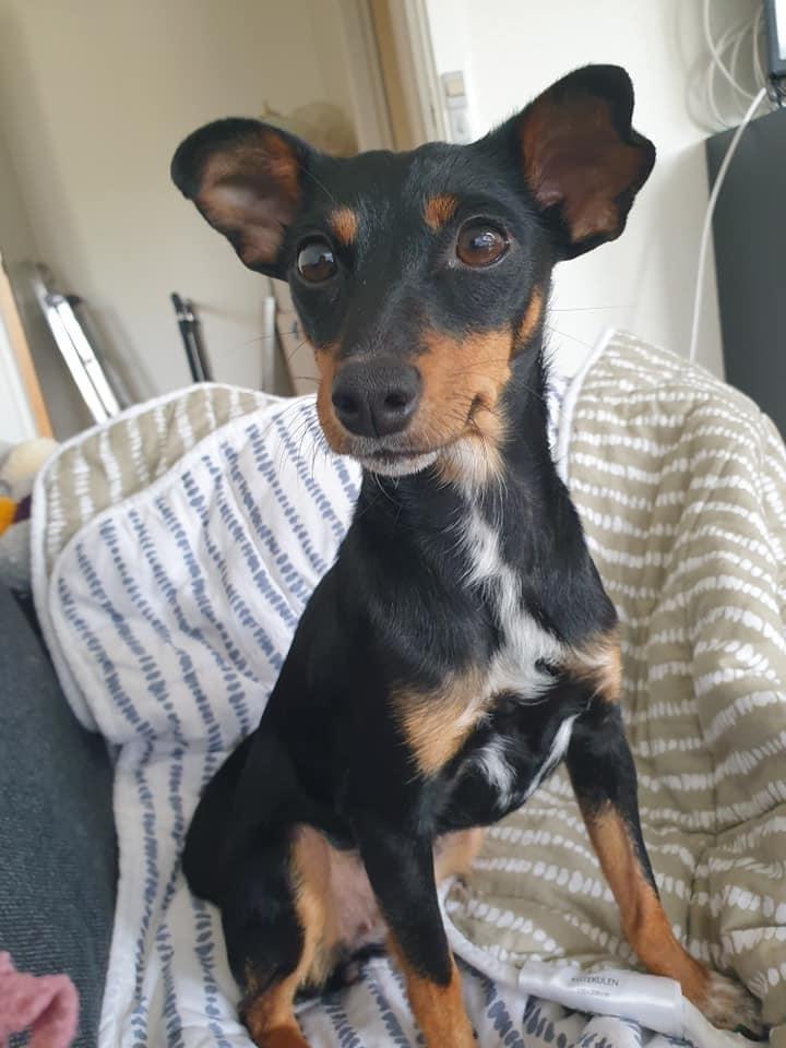 Blanding af racer Abbi portugisisk gadehund billede 8