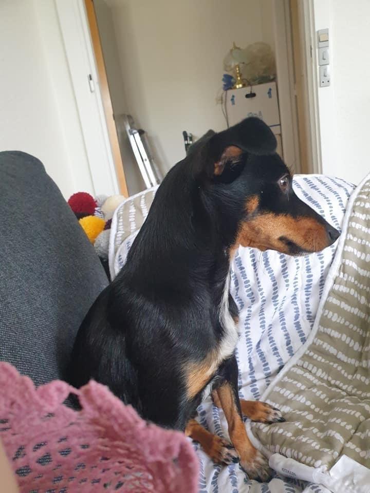 Blanding af racer Abbi portugisisk gadehund billede 9