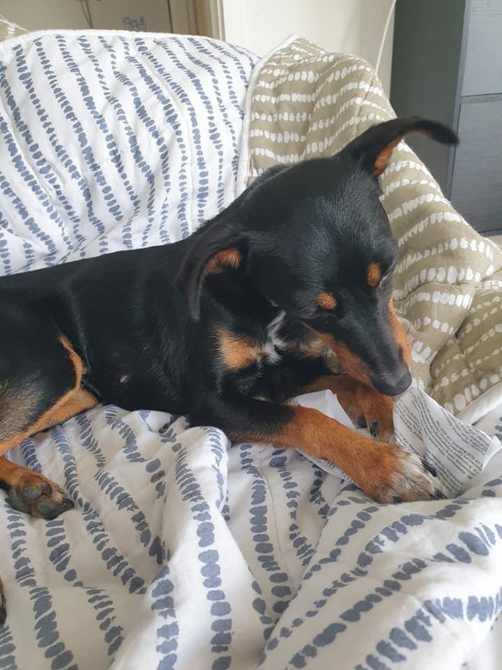 Blanding af racer Abbi portugisisk gadehund - maggie og abbi billede 10