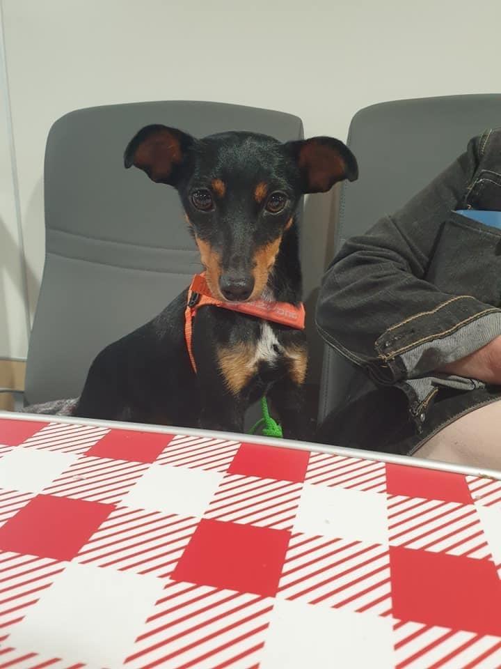 Blanding af racer Abbi portugisisk gadehund billede 12