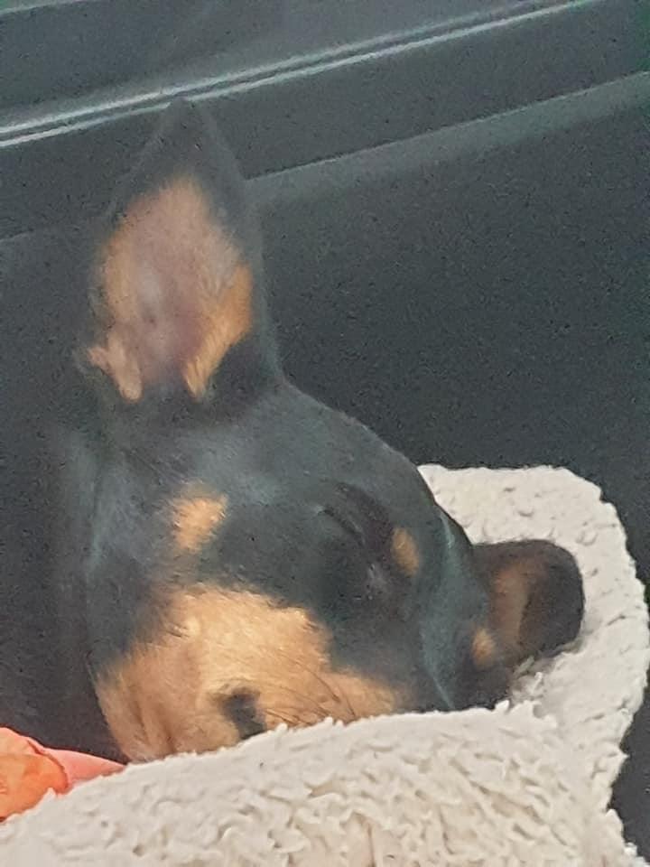Blanding af racer Abbi portugisisk gadehund - på vej træt hjem i bil billede 13