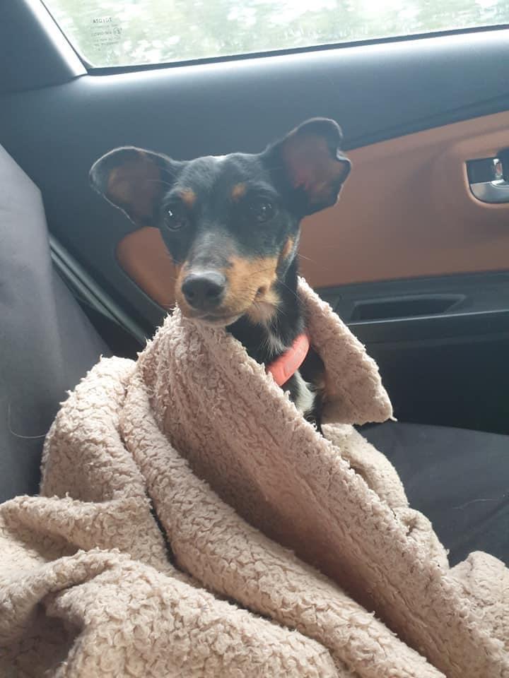 Blanding af racer Abbi portugisisk gadehund billede 14