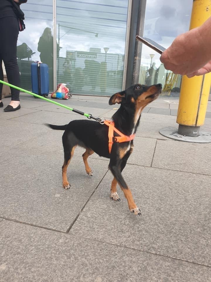 Blanding af racer Abbi portugisisk gadehund - i lufthavnen da hun landede billede 15