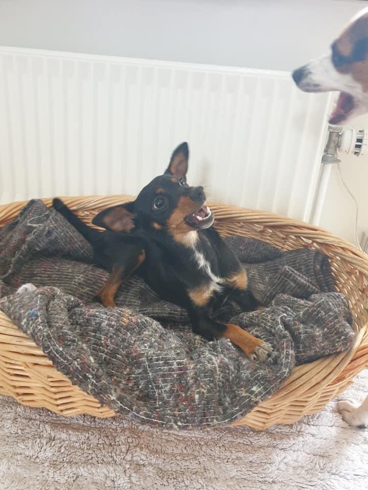 Blanding af racer Abbi portugisisk gadehund billede 2