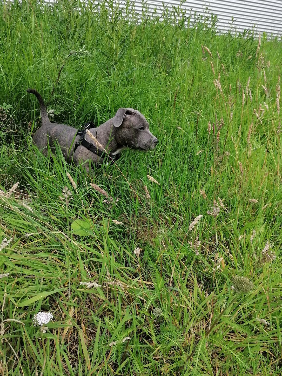 Staffordshire bull terrier Cæsar  - 18. juli 2020 billede 1