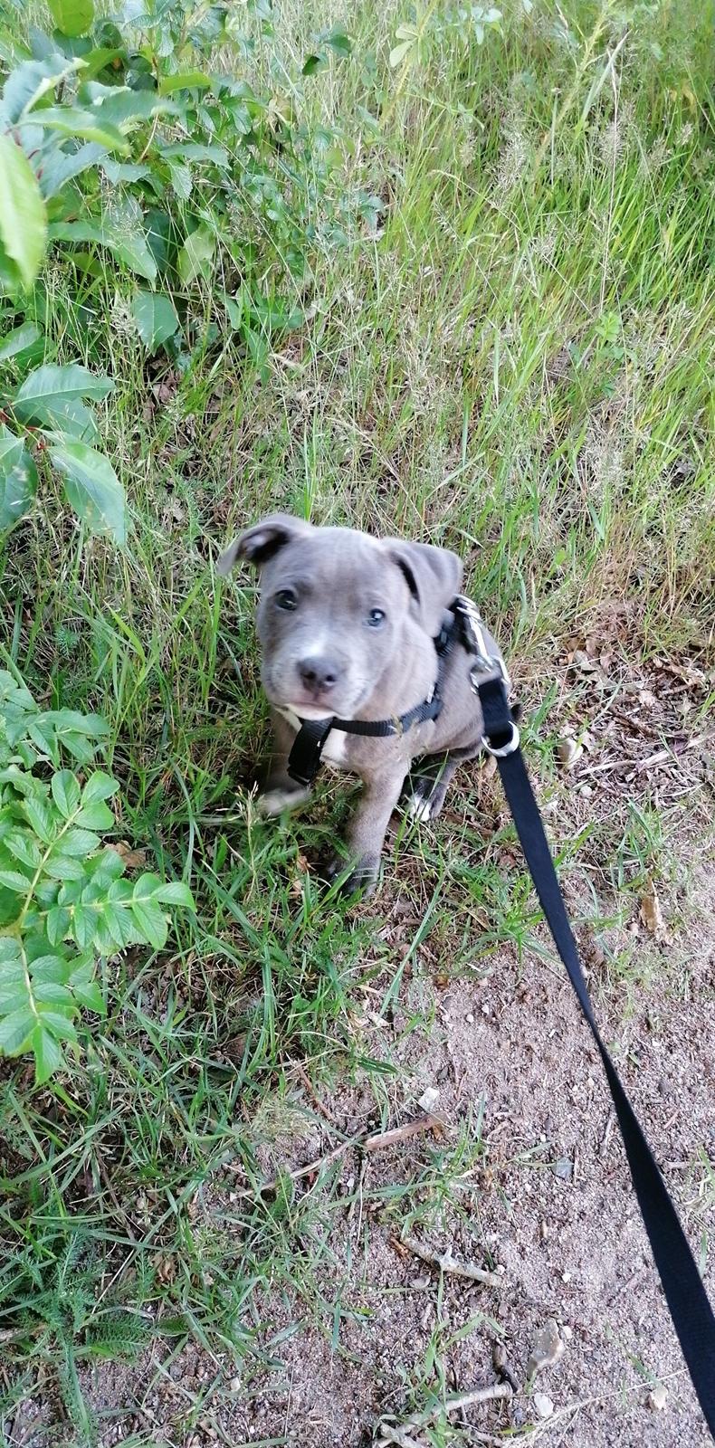Staffordshire bull terrier Cæsar  billede 3