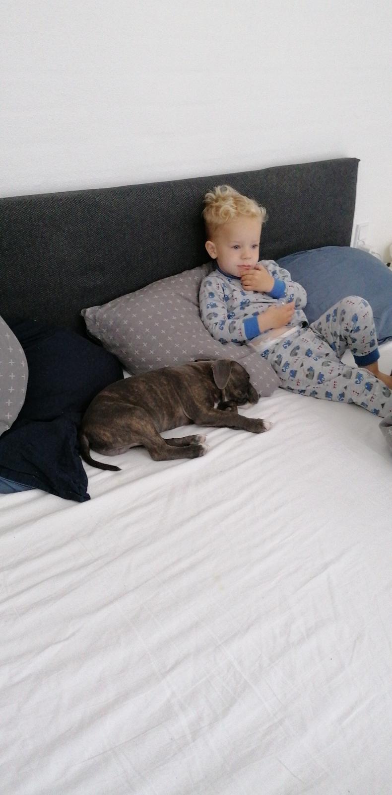 Staffordshire bull terrier Cæsar  billede 4