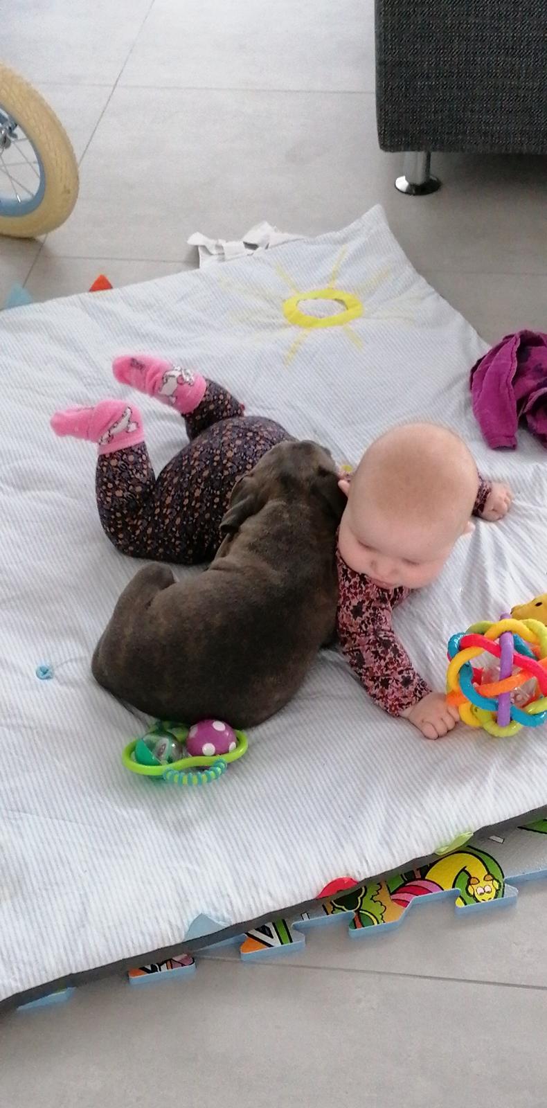 Staffordshire bull terrier Cæsar  billede 5