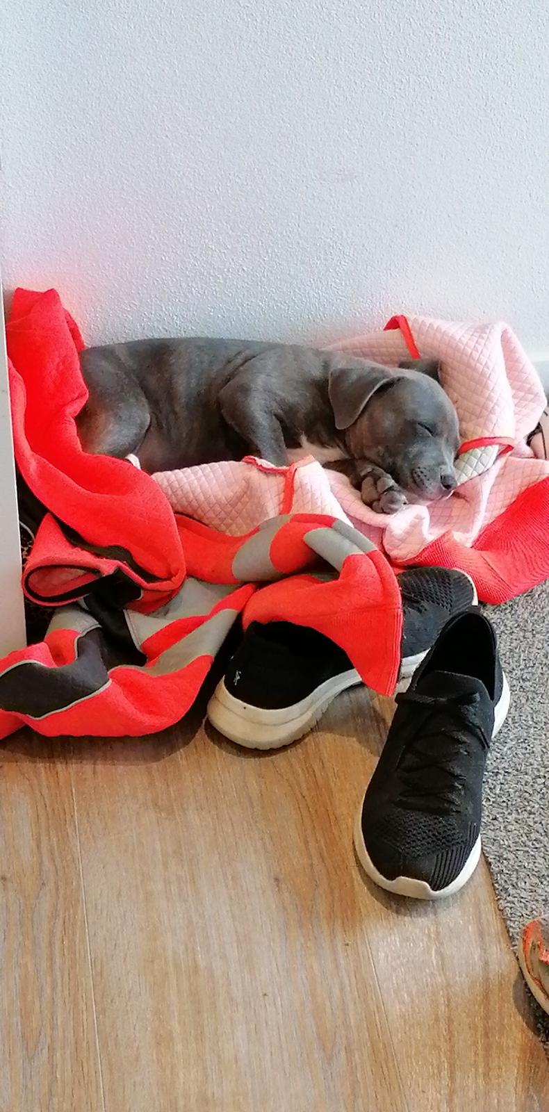 Staffordshire bull terrier Cæsar  billede 6