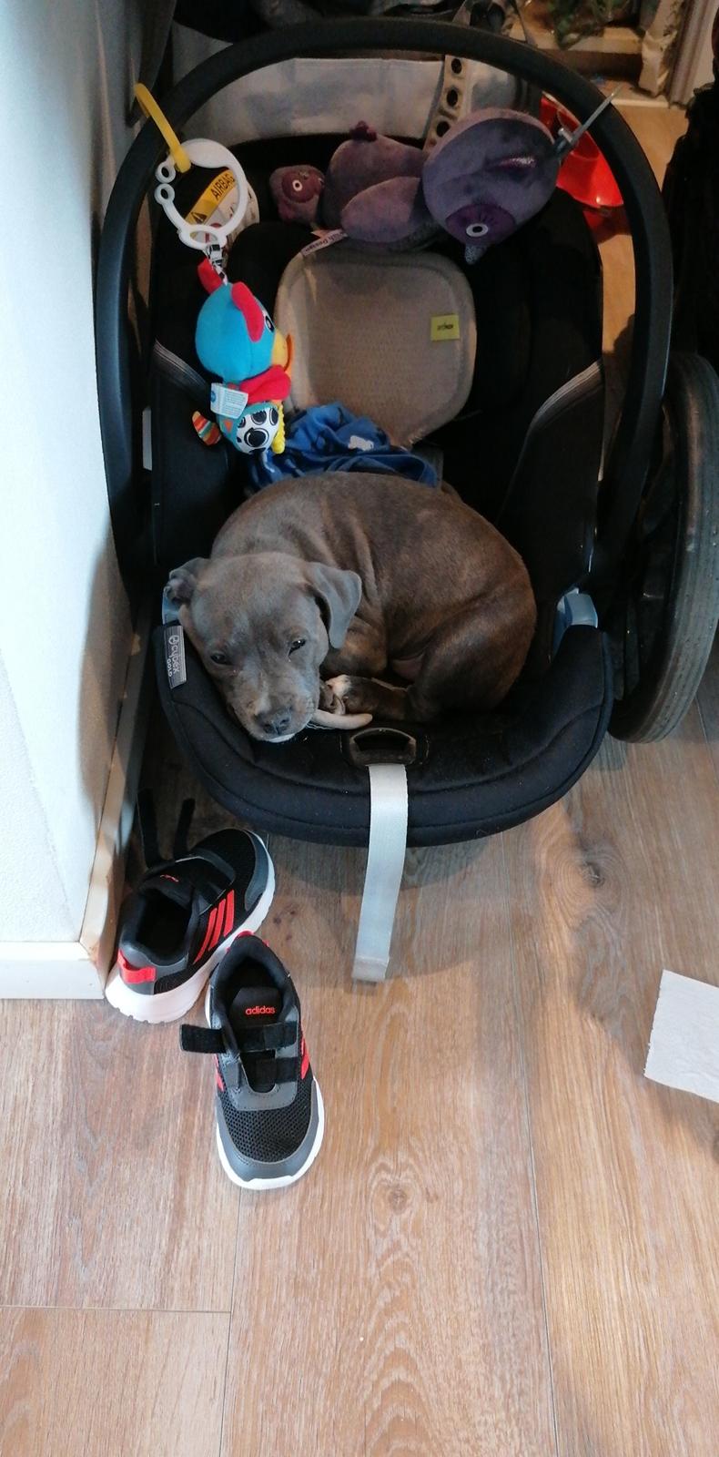 Staffordshire bull terrier Cæsar  billede 7