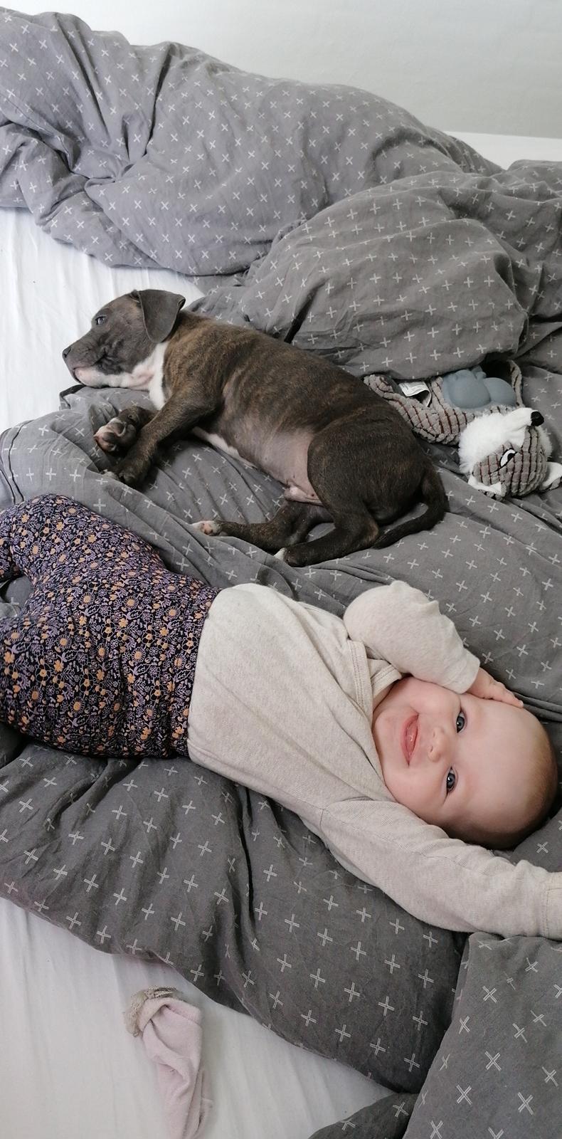 Staffordshire bull terrier Cæsar  billede 2