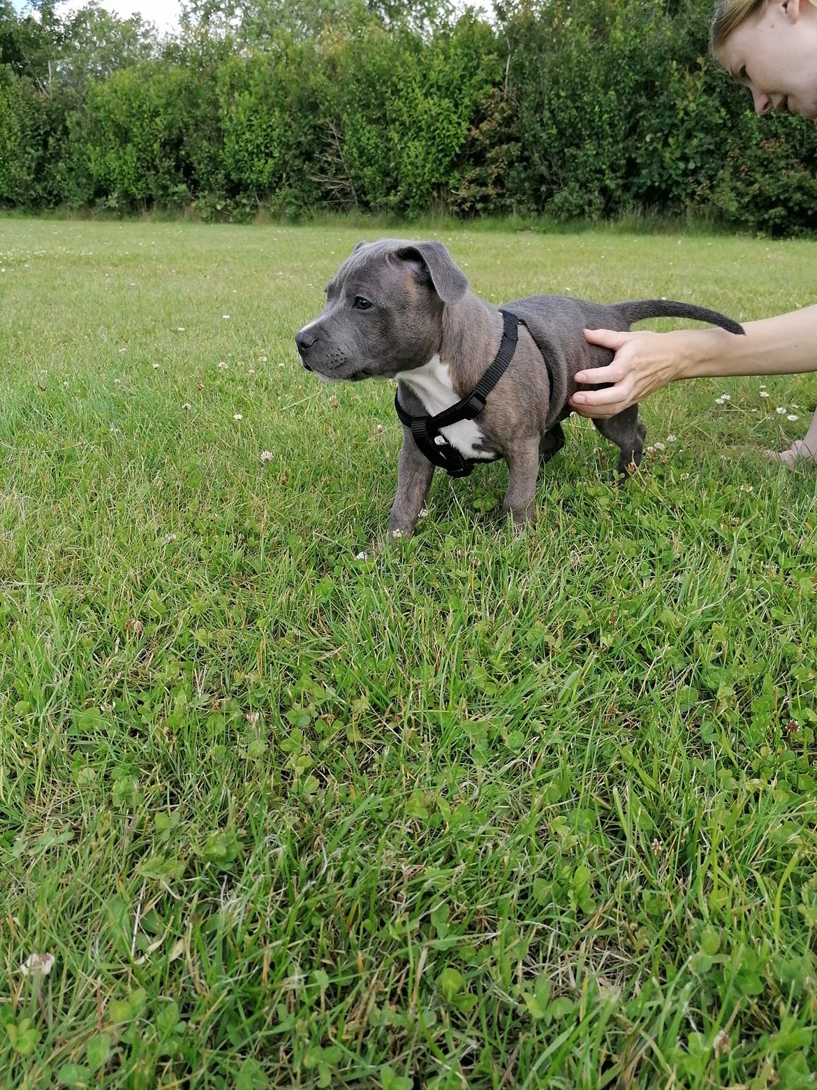 Staffordshire bull terrier Cæsar  billede 8