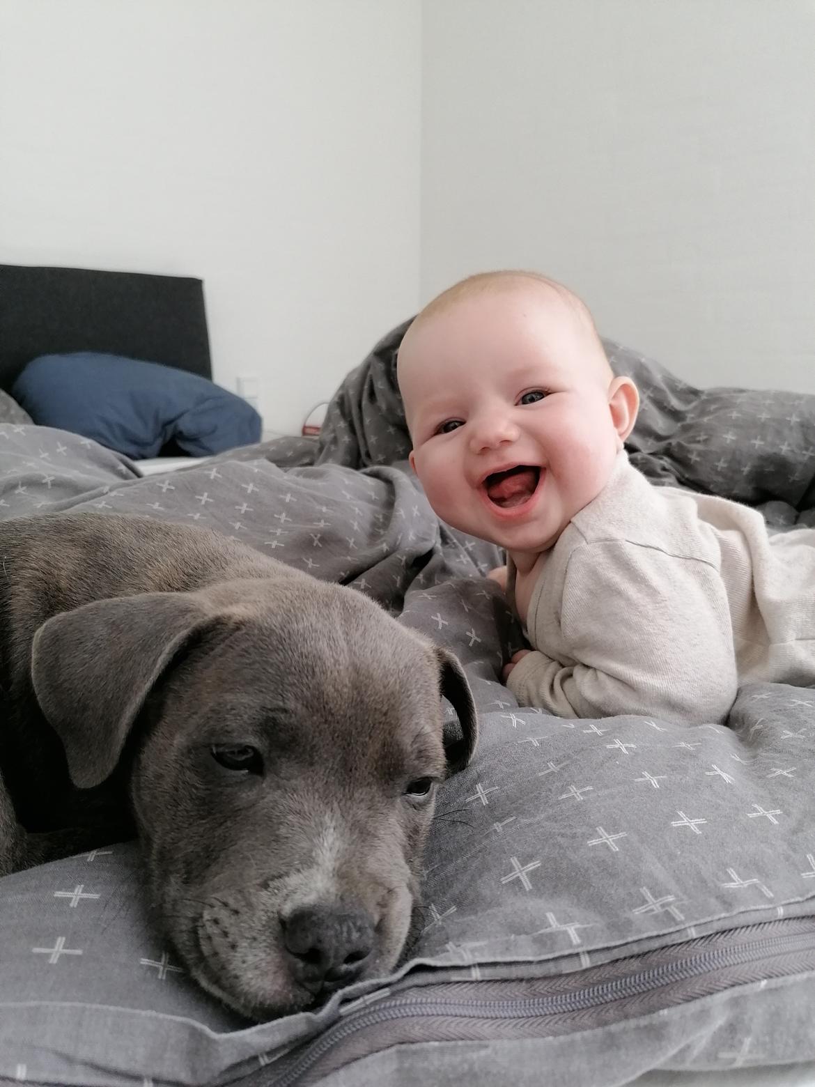 Staffordshire bull terrier Cæsar  - Cæsar og Emma 💙 billede 9