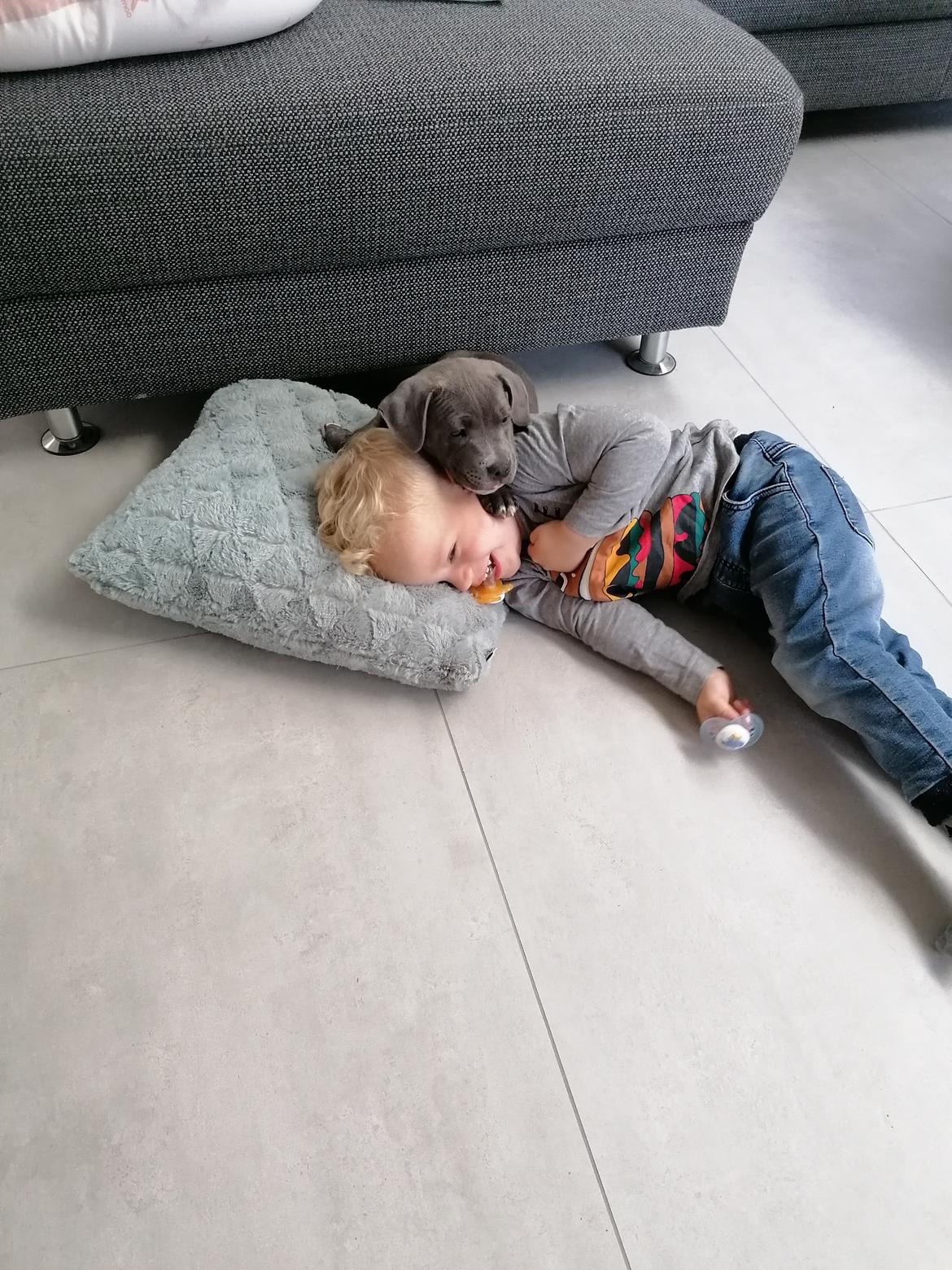 Staffordshire bull terrier Cæsar  - Cæsar og Magnus 💙 billede 10