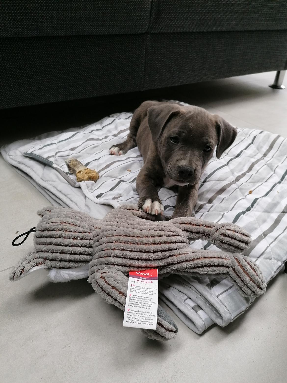 Staffordshire bull terrier Cæsar  billede 11