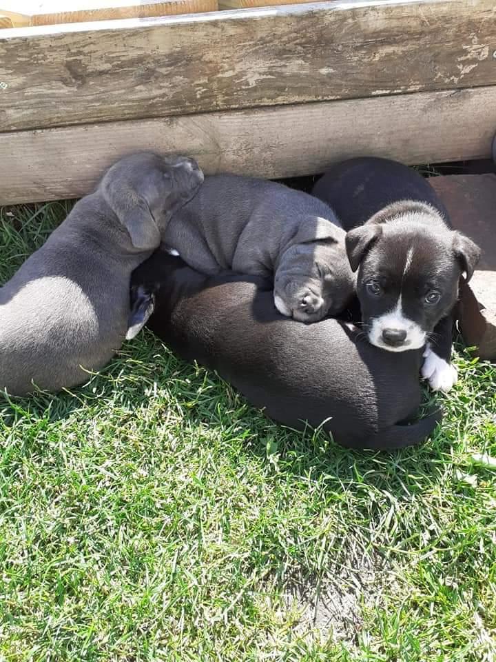 Staffordshire bull terrier Cæsar  billede 14