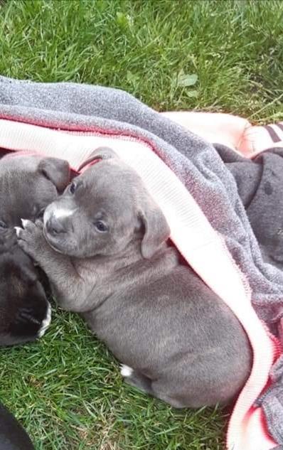 Staffordshire bull terrier Cæsar  billede 15