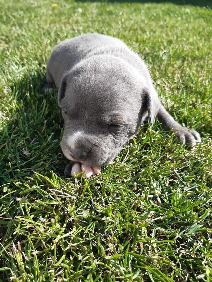 Staffordshire bull terrier Cæsar  - knap 4 uger gammel billede 16
