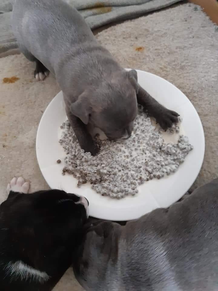 Staffordshire bull terrier Cæsar  billede 17