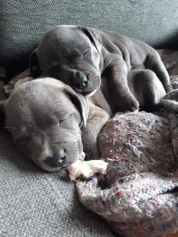 Staffordshire bull terrier Cæsar  billede 13