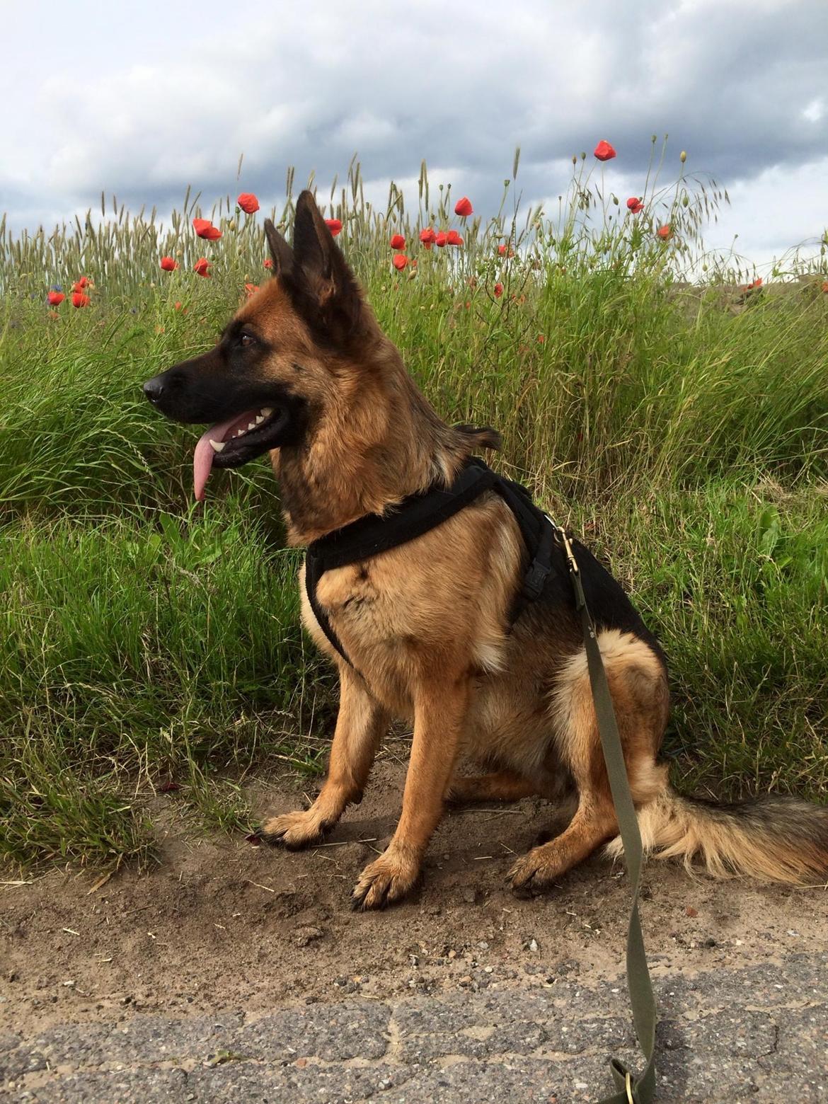 Schæferhund bella billede 28