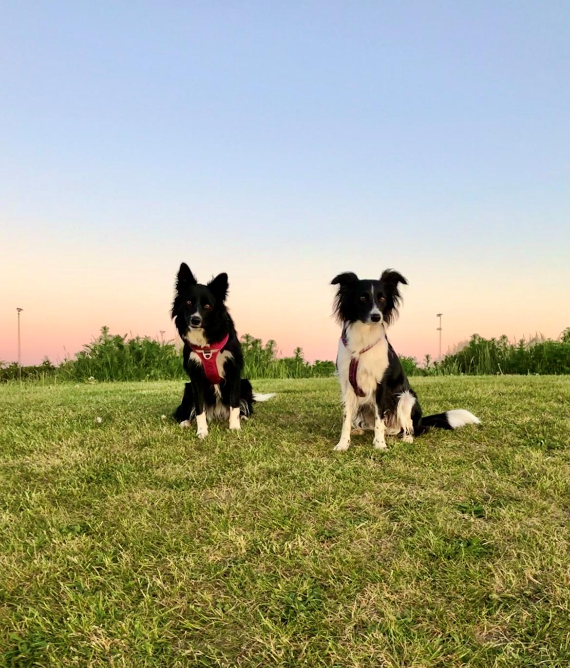 Blanding af racer Aya Stempelqvist billede 2
