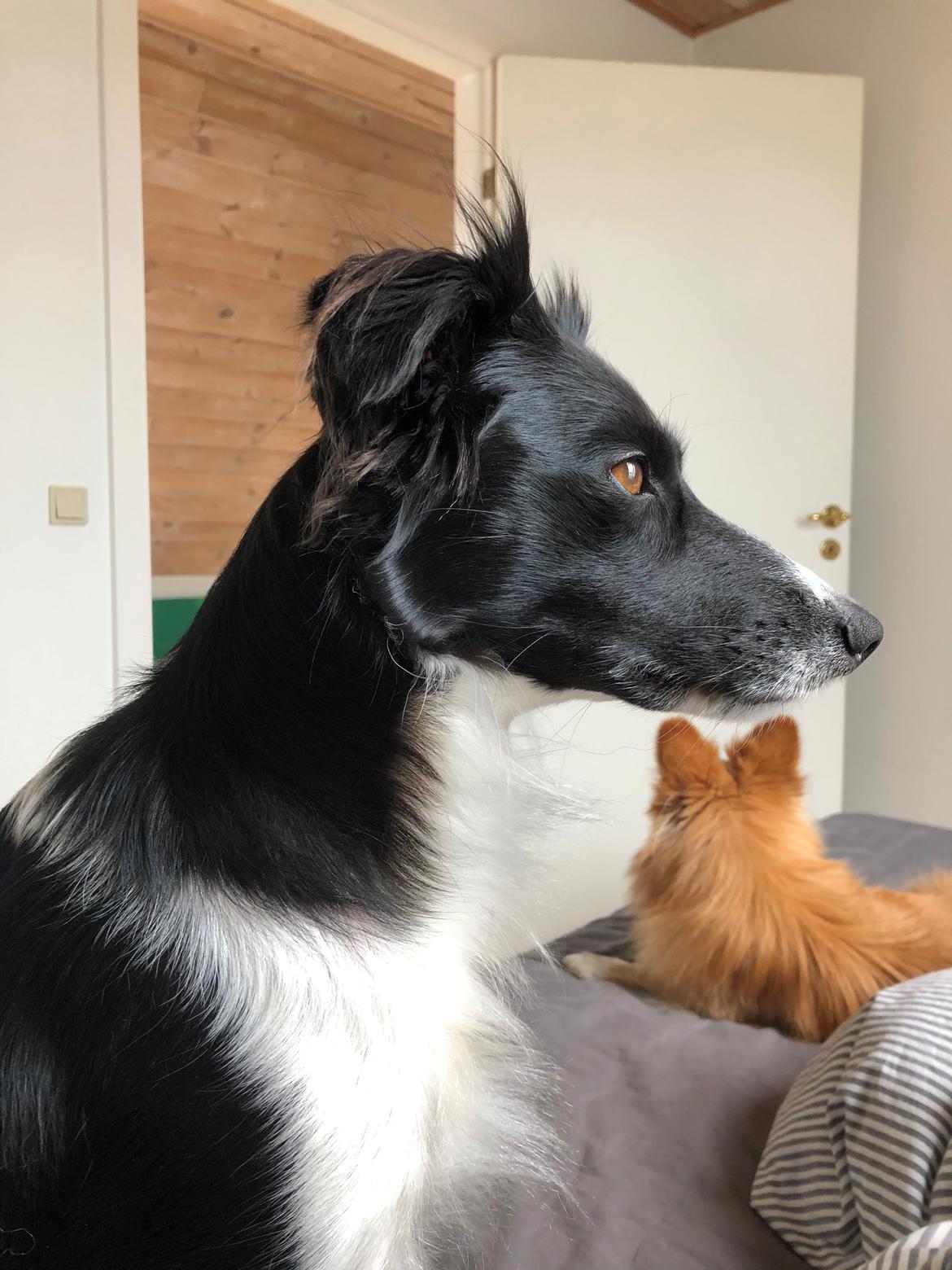 Blanding af racer Aya Stempelqvist billede 6